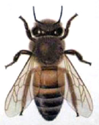 Buckfastbiene.png  