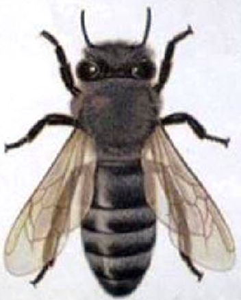 Carnica_Biene.png  